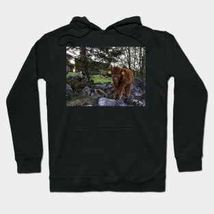 Scottish Highland Cattle Calf 1757 Hoodie